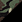 jungle camo/ black